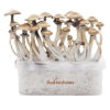 Magic mushroom grow kit Golden Teacher XP by Fresh Mushrooms®